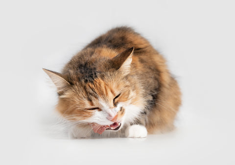 Cat eating raw meat, healthy cat nutrition