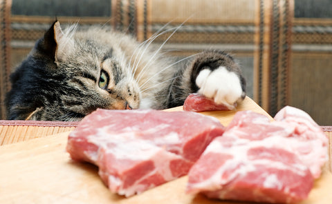 Ketogenic Diet for Cats