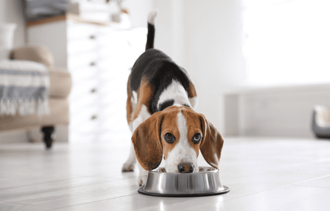 A beagle dog eating from a silver bowl