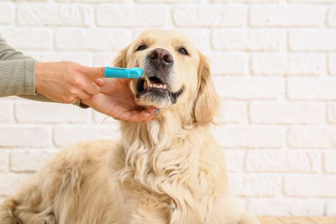 adult brushing dogs teeth with a pet tooth brush