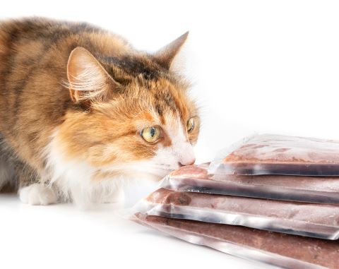 Cat sniffing at raw food pouches