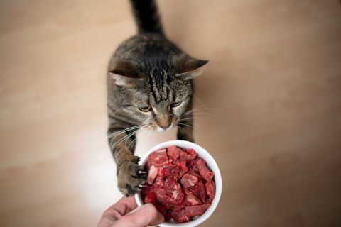 cat reaching up for their raw food