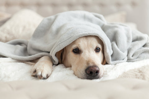 A young golden retriever dog under gray plaid looks bored.