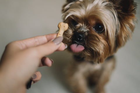 A Yorkshire Terrier is observed nibbling on a treat