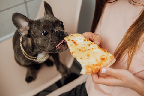 Woman feeding a small French bulldog a slice of pizza