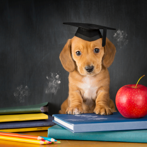 puppy with a graduation hat on