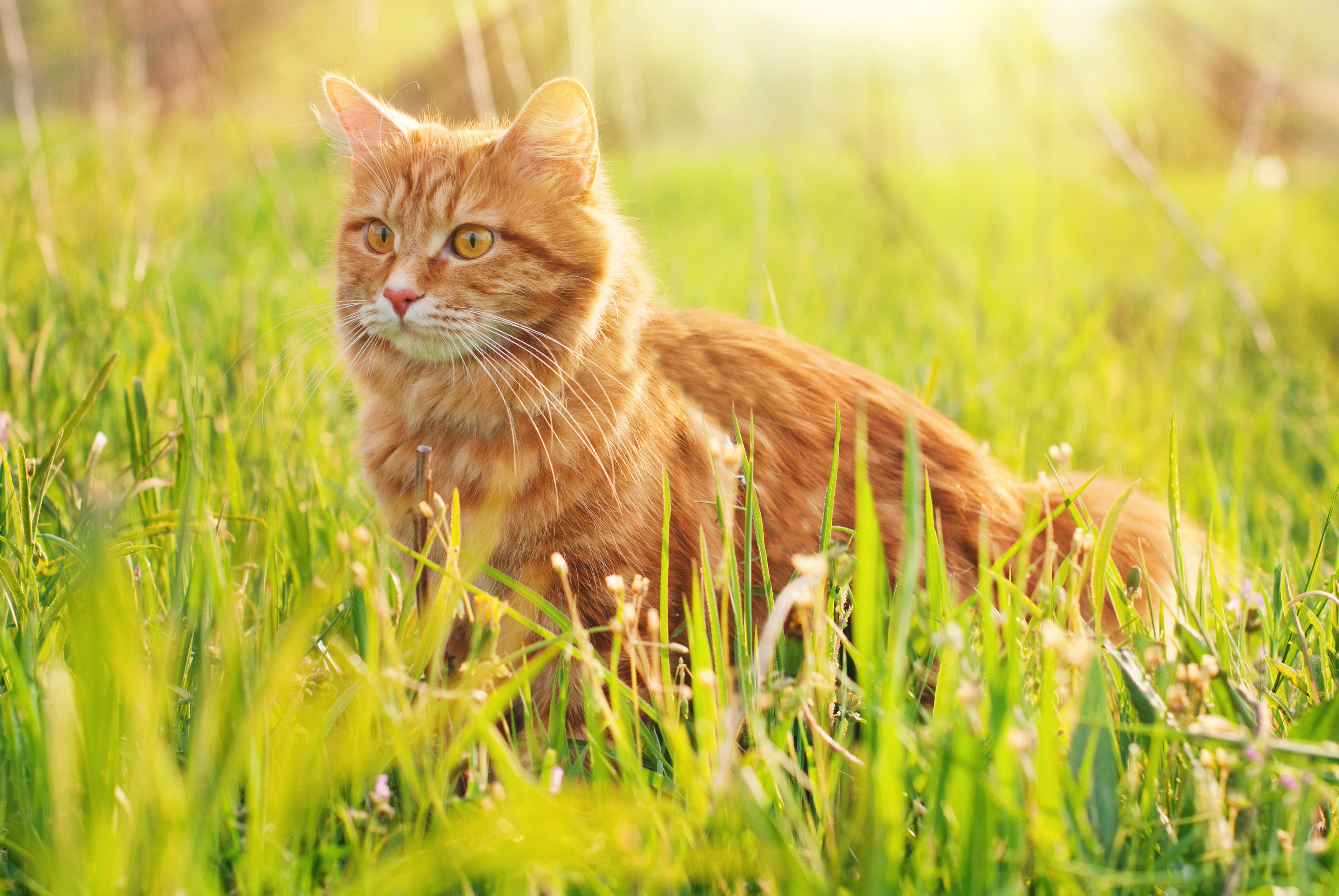 Healthy Cat Outdoors