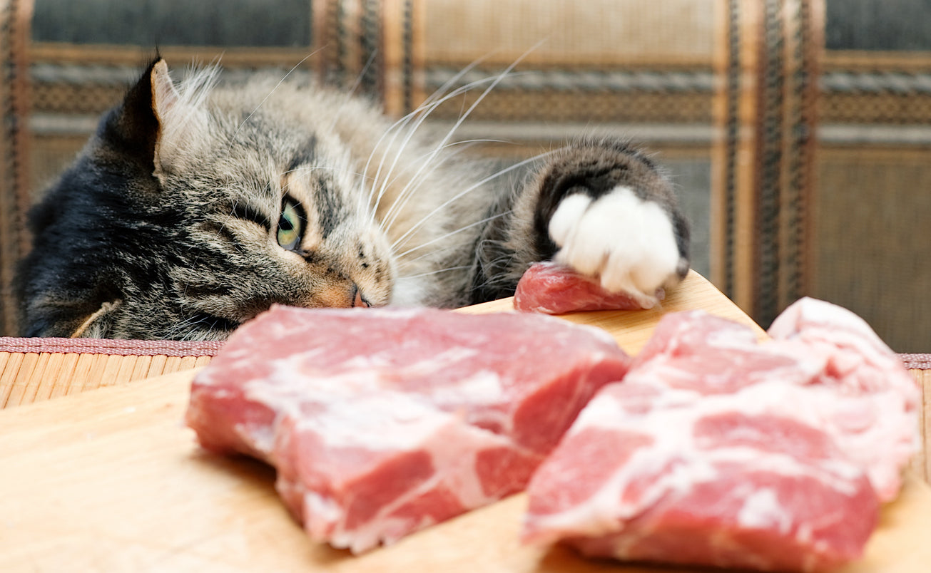 Healthy Low Carb Diet for Cat