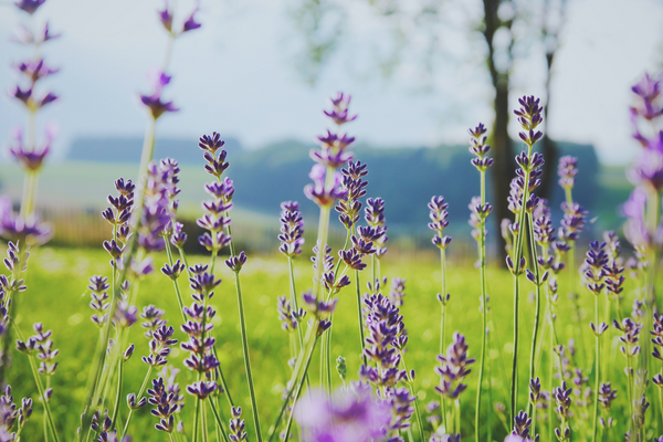 lavender for sleep relaxation anxiety
