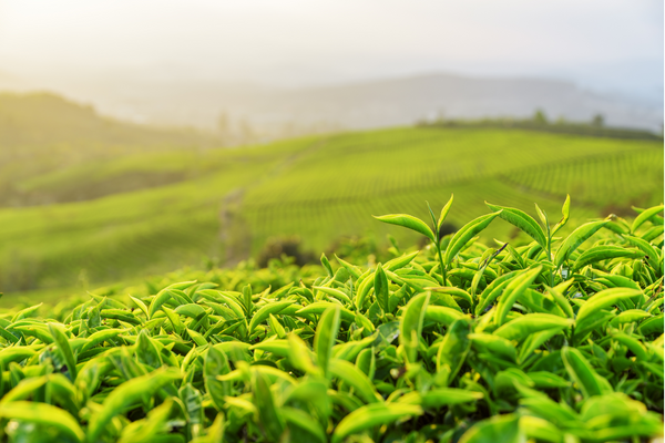 field of green tea in asia