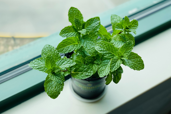 fresh mint fresh herbs delicious healthy