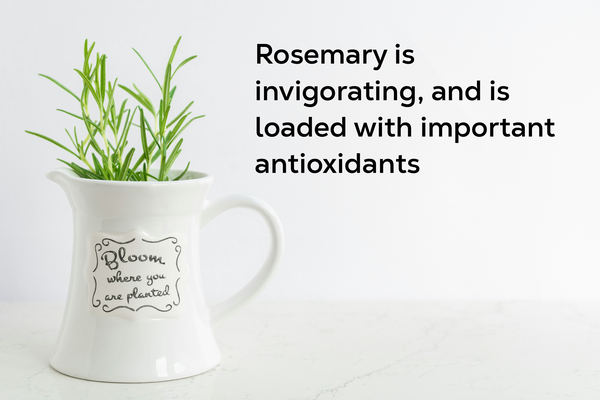 Rosemary growing in a white teacup.