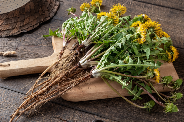 dandelion root for weight loss