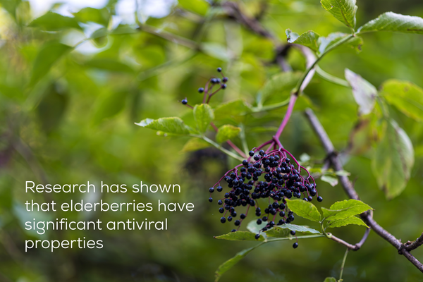 Fresh elderberries growing in nature.