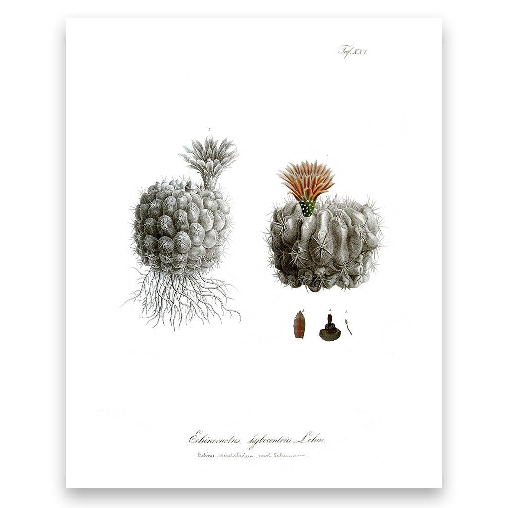 Botanical Illustration Vintage Thistle