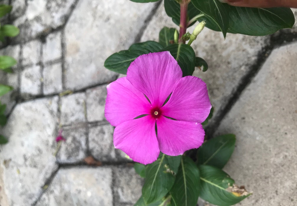 rosy periwinkle flower zivanora jewelry inspiration