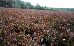 purple tea farm of Kenya Africa