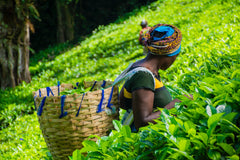 African Woman Tea Farmer