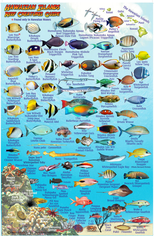 Oahu Fish Card – Franko Maps