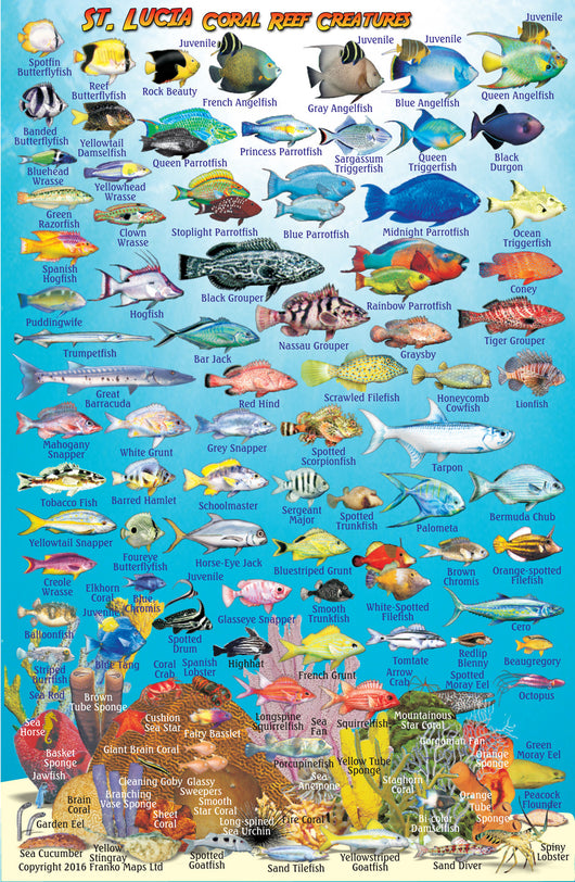 St Lucia Fish Card – Franko Maps