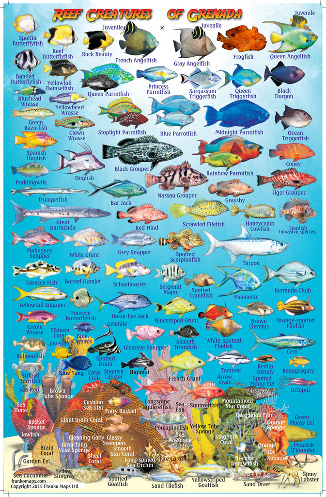 Grenada Fish Card – Franko Maps