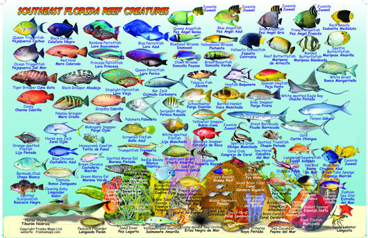 Card, SE Florida Map & Fish ID