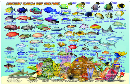 Card, Se Florida Map & Fish Id