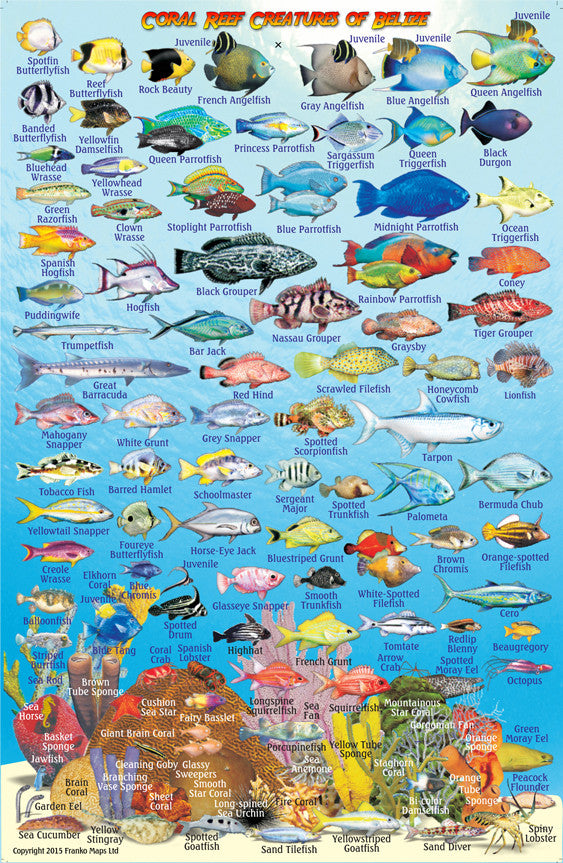 Ambergris Caye, Belize, Fish Card – Franko Maps