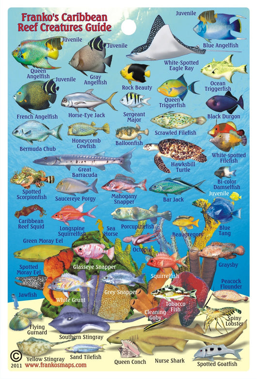 Caribbean Sea Mini Fish Card – Franko Maps