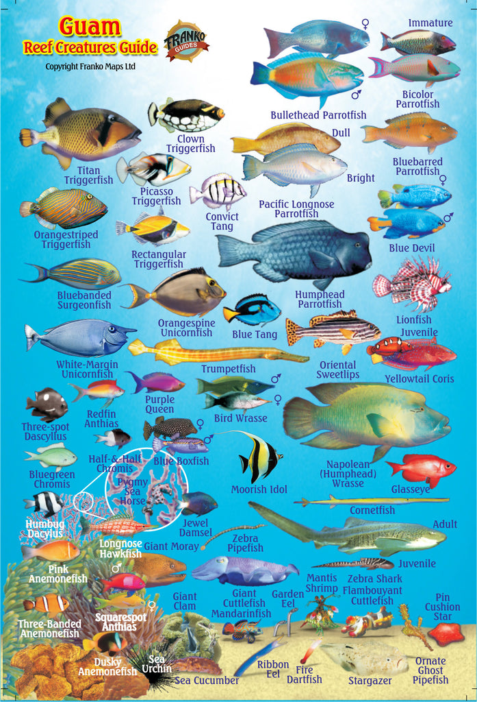 Guam Mini Fish Card – Franko Maps