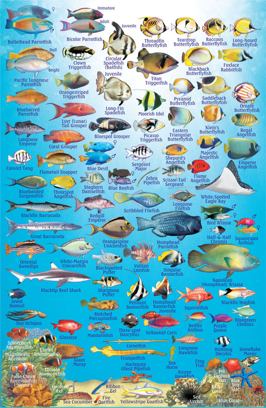Philippines Fish Card – Franko Maps