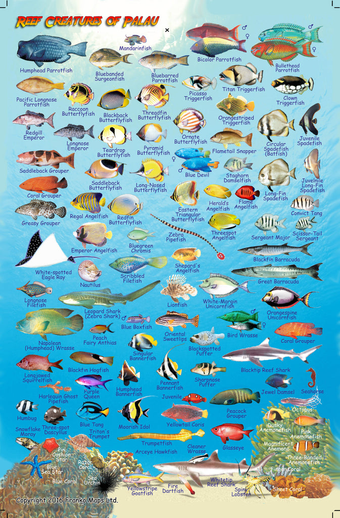 Palau Fish Card – Franko Maps