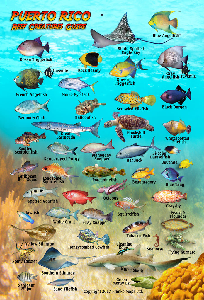 Puerto Rico Mini Fish Card – Franko Maps