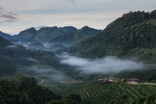 Tea plantation in Chiang Rai, Thailand