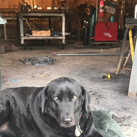 Shop dog maverick