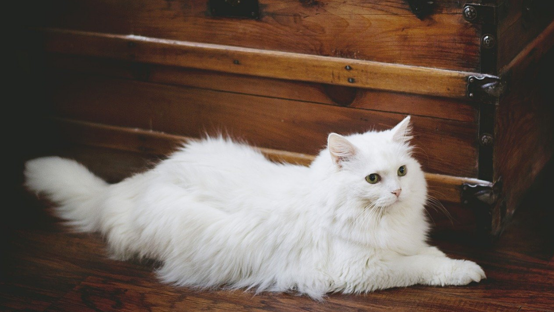 Feline Fur How To Properly Manage Your Cat S Hair Dakpets