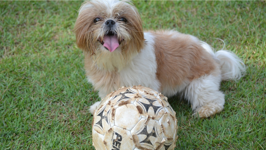 are bichon shih tzu hypoallergenic