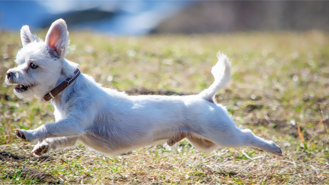 are small greek domestic dog hypoallergenic