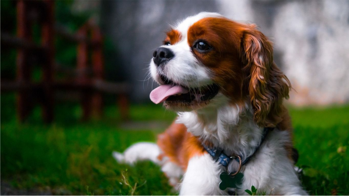 curly haired dogs