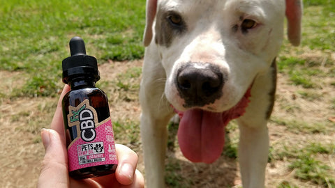 can sniffer dogs smell cbd oil