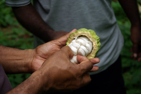Dužina kakaového bôbu 