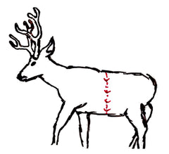 how to cape a deer or elk