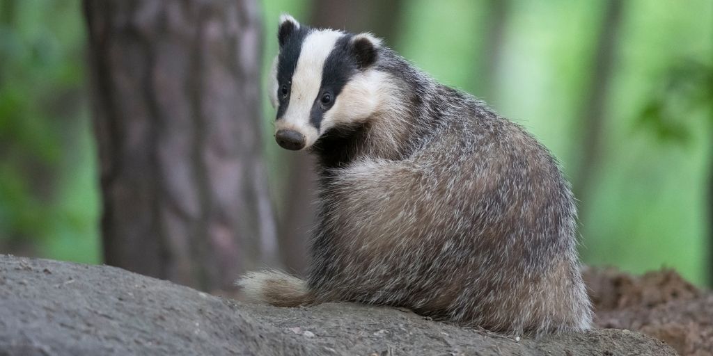 Badger in the Wild