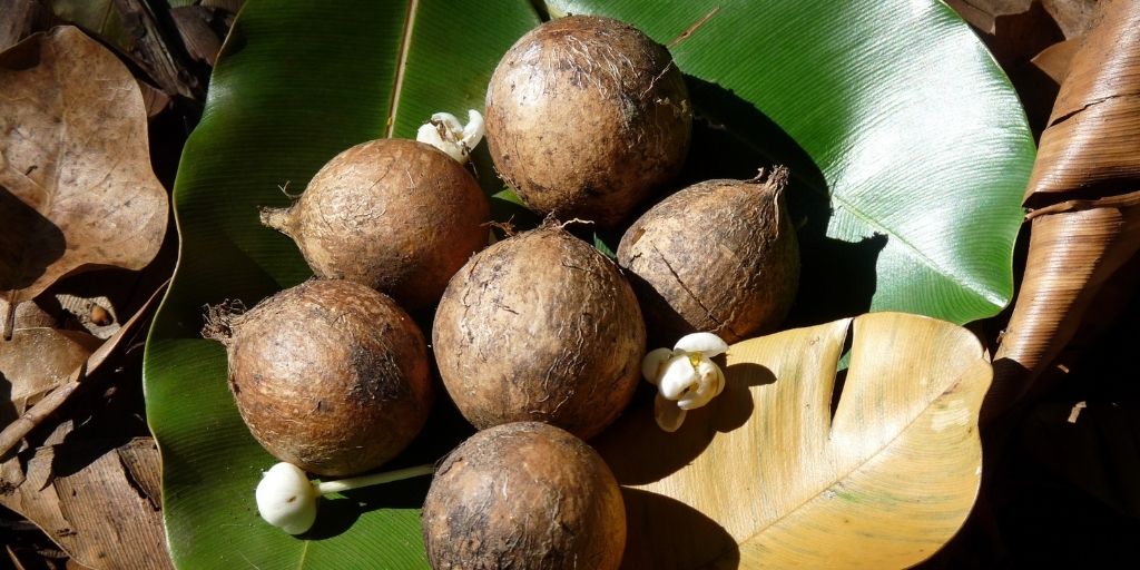 Tamanu Nuts