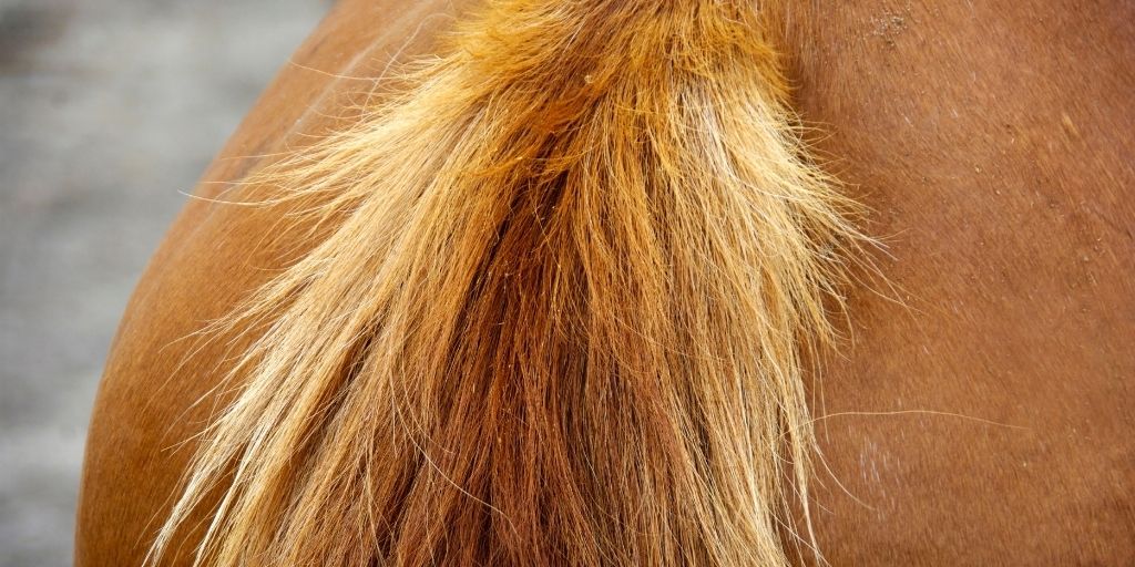 Horse hair used in making shaving brushes