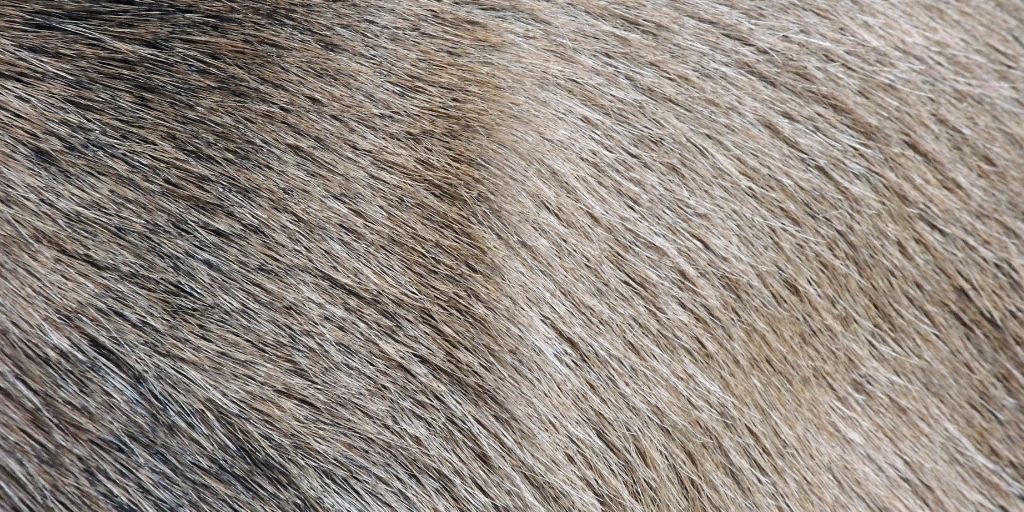 Boar hair used in making shaving brush