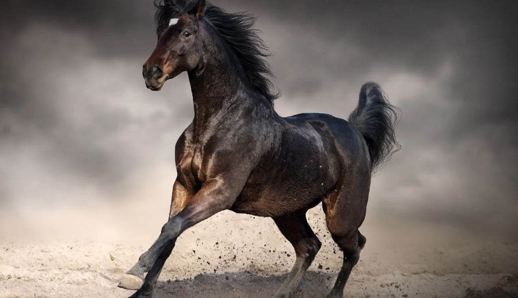 Who can resist the charms of a midnight equine like Black Beauty?