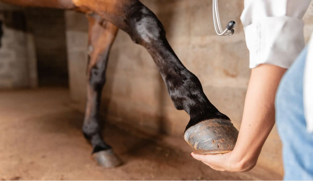 Regularly check your horse's body for sores, swelling, and other injuries.