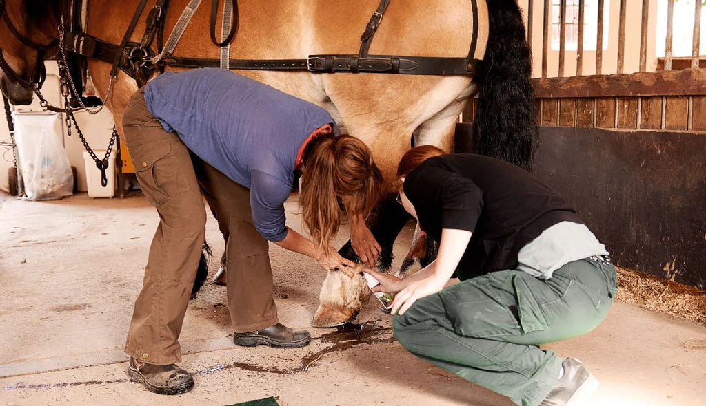 Get help from an experienced horse handler if you need it.