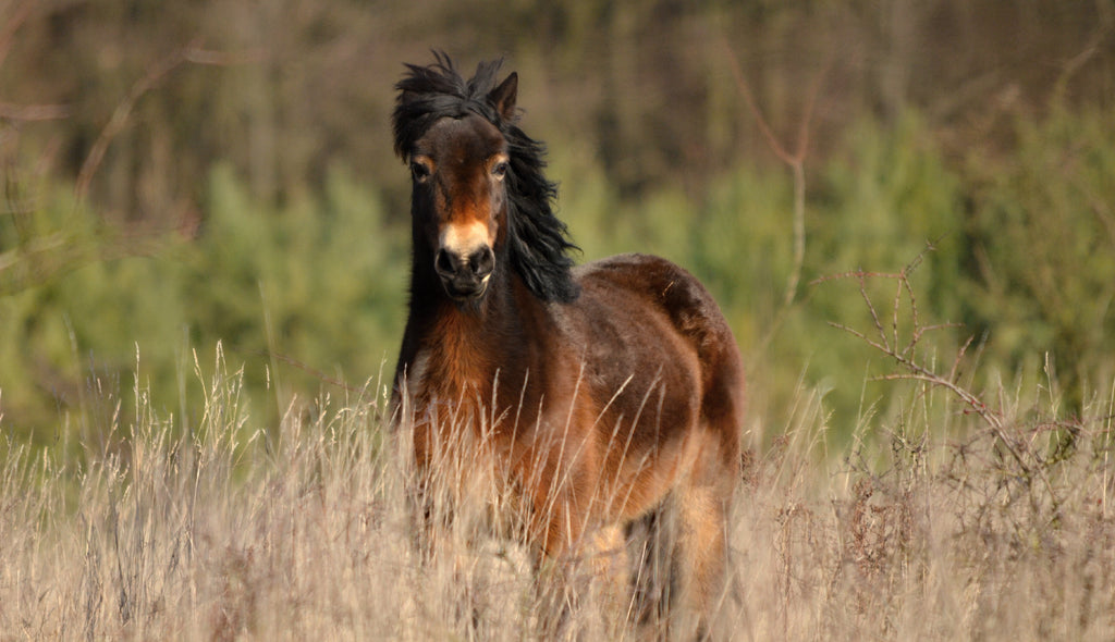 Visit the Exmoor Pony Society in the UK to get up close and personal with these amazing horses.